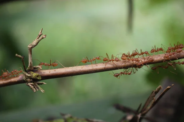 Las Hormigas Rojas Son Armoniosas Comunican Ayudan Mutuamente Construir Nidos —  Fotos de Stock