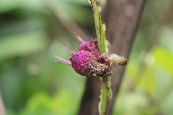ポタトーレの若い葉は紫 — ストック写真