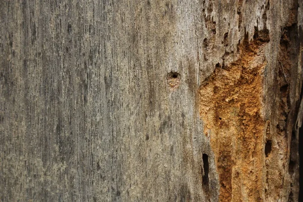 Böcek güvesi tarafından tahrip edilen eski ahşap çirkin temizlik.