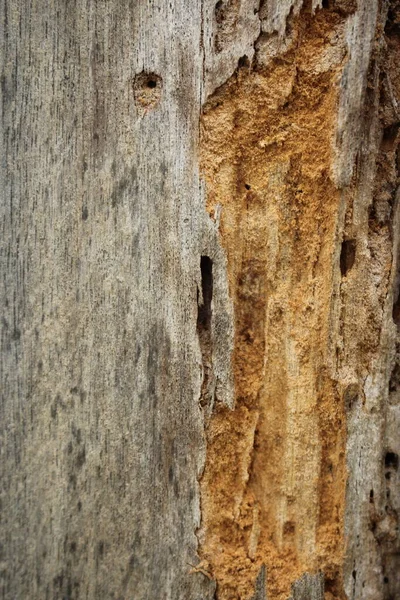 Alte Holzvernichtung Durch Insektenmotte Termiten Hässlich Reinigen — Stockfoto