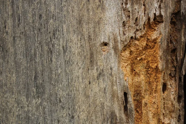 Alte Holzvernichtung Durch Insektenmotte Termiten Hässlich Reinigen — Stockfoto