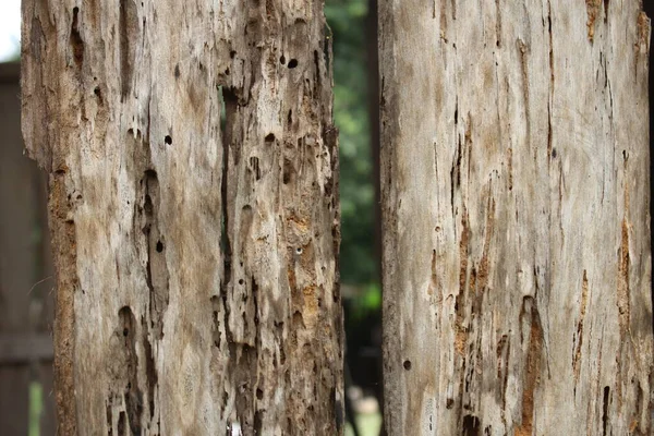 Vecchio Legno Distruggendo Insetto Falena Termite Brutto Pulizia — Foto Stock