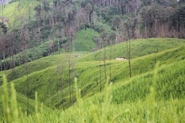 Pilav tarlasının arka planında güzel bir tarla görüntüsü
