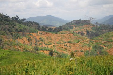 Arkaplan Doğa Ormanı Dağ Tarlası Tarlası Pirinç Tarlası Arkaplan Görüntüsü