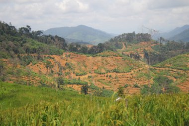 Arkaplan Doğa Ormanı Dağ Tarlası Tarlası Pirinç Tarlası Arkaplan Görüntüsü