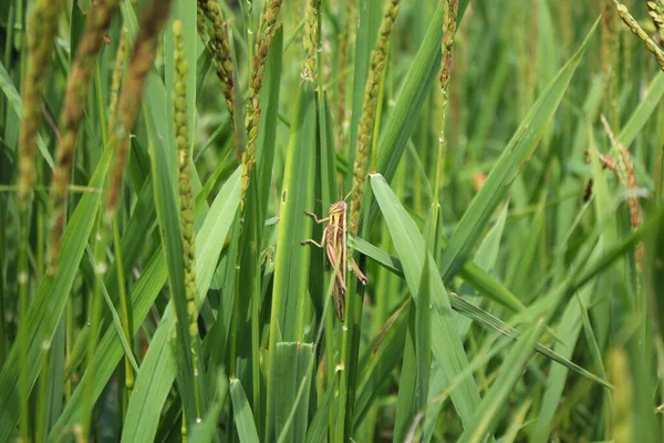 若いバッタとイネのバッタは 稲の茎緑の背景 — ストック写真