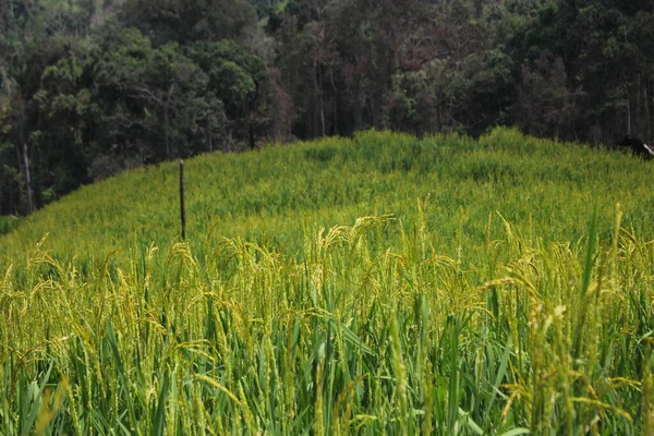 Hermoso Backgound Campo Arroz Agricultura Imagen Fondo —  Fotos de Stock