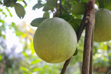 Pomelo citrus meyvesi, dalda asılı yeşil pomelo.