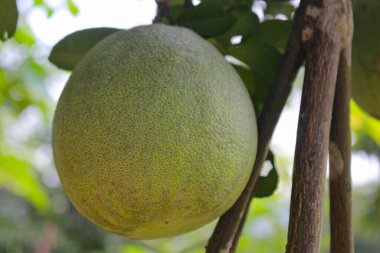 Pomelo citrus meyvesi, dalda asılı yeşil pomelo.
