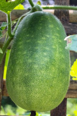 Yazın bahçede büyük bir salatalık yetiştiriyor.