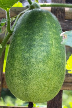 Yazın bahçede büyük bir salatalık yetiştiriyor.