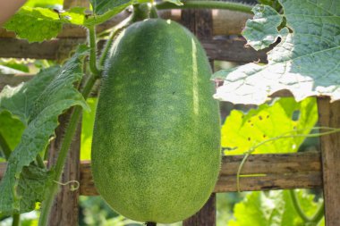 Yazın bahçede büyük bir salatalık yetiştiriyor.