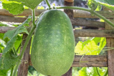 Yazın bahçede büyük bir salatalık yetiştiriyor.