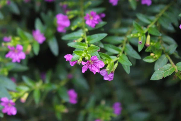 beautyful small flowers,purplel flower image background