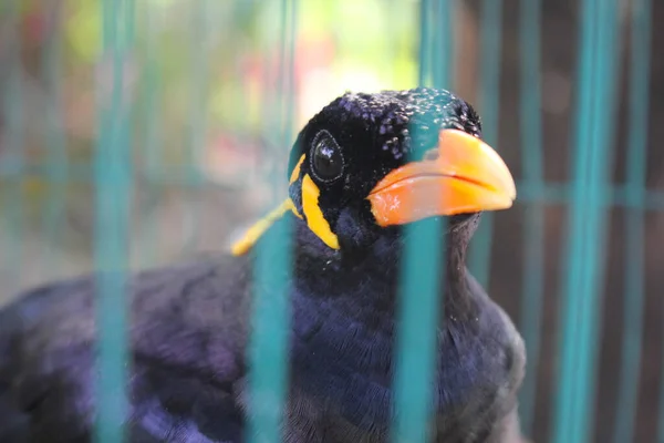 Ptačí Klec Myna Pták Mluví Myna Pták Černý Pták Kleci — Stock fotografie