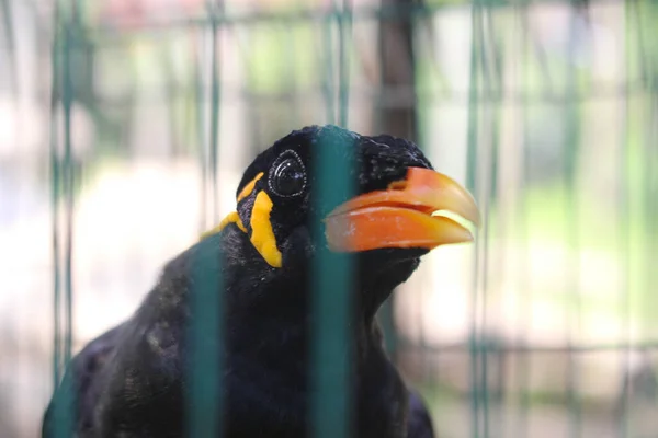 Kuş Kafesi Myna Kuş Konuşuyor Myna Kuş Kafeste Siyah Kuş — Stok fotoğraf