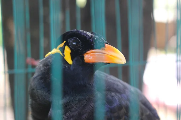 Burung Kurungan Burung Myna Berbicara Myna Burung Burung Hitam Kandang — Stok Foto