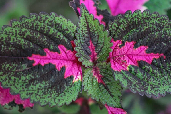 Bahçede Büyüyen Çok Renkli Yapraklar Pembe Mor Yeşil Yapraklar — Stok fotoğraf