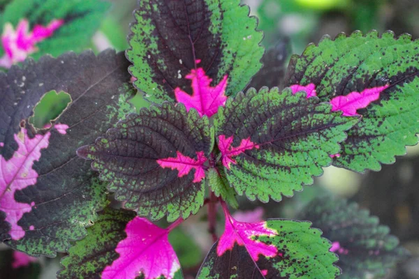 Multi Colored Leaves Pink Purple Green Color Leaves Growing Garden — Stock Photo, Image