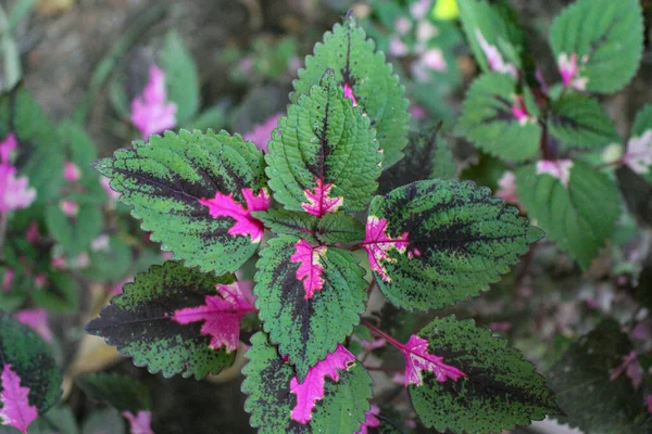 Multi Colored Leaves Pink Purple Green Color Leaves Growing Garden — Stock Photo, Image