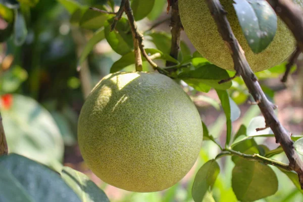 Pomelo Citrus Meyvesi Dalda Asılı Yeşil Pomelo — Stok fotoğraf