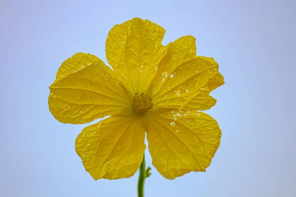 Beautyflul Gele Bloem Blauwe Lucht Achtergrond Bloem Afbeelding — Stockfoto