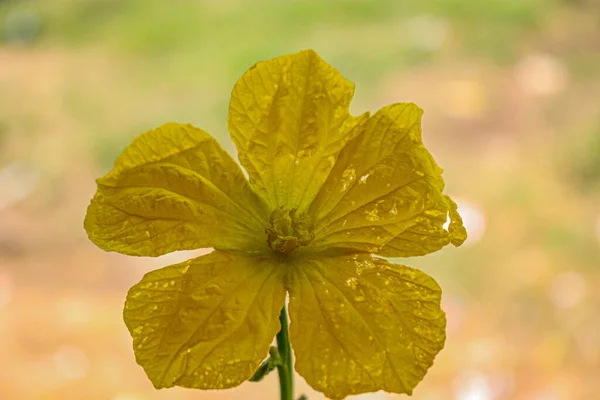 Красивый Желтый Цветок Изображение Цветка Заднем Плане — стоковое фото