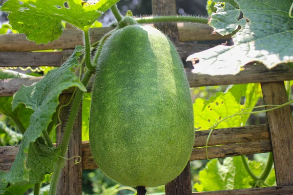 Sommer Große Gurken Garten Anbauen — Stockfoto