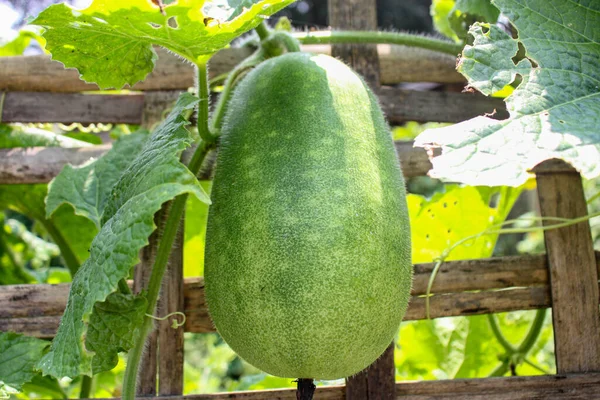Growing Big Cucumber Garden Summer — Stock Photo, Image