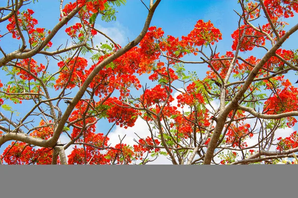 Röd Blomma Och Blå Himmel Bakgrund Skönhet Full Blomma Bakgrund — Stockfoto