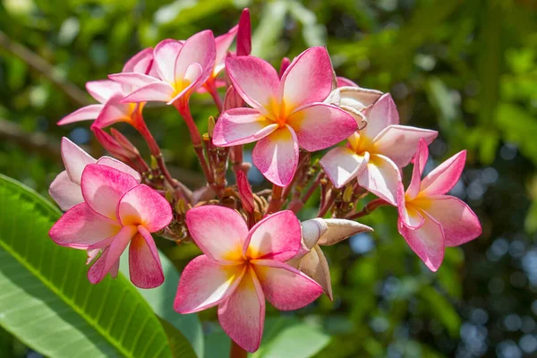 Champa Rouge Fleur Laos Fleur Nationale Dok Champa Laos — Photo