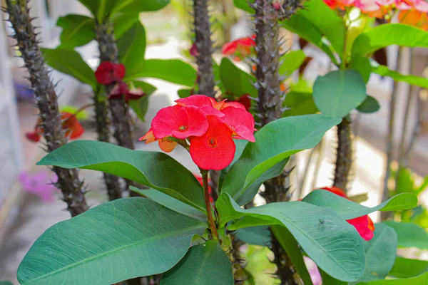 Fiore Spina Speciale Che Cresce Giardino Beautyfull Immagine Fiore Rosa — Foto Stock