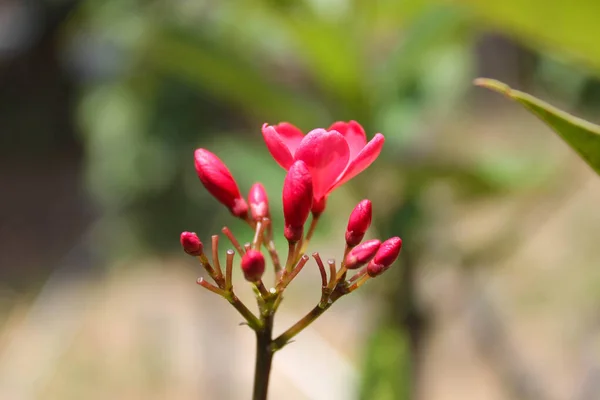 Красный Цвет Шампанского Лаос Национальный Цветок Док Чампа Лаос — стоковое фото