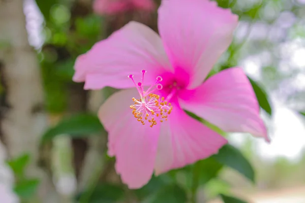 Rosa Bunga Raya Fiore Malesia Nazionale Fiore Immagine Sfondo — Foto Stock