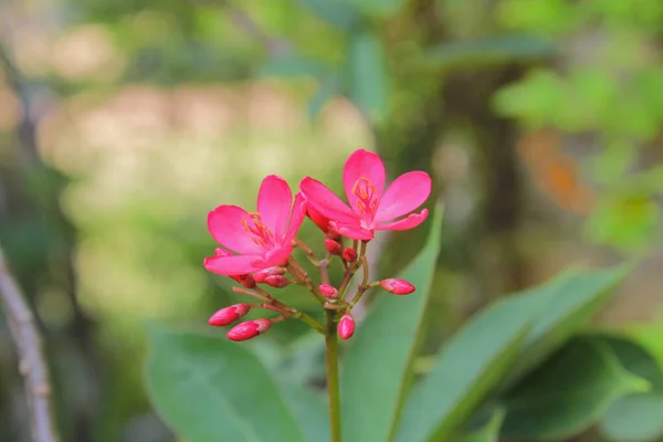 Kırmızı Champa Çiçek Laos Ulusal Çiçek Dok Champa Laos — Stok fotoğraf