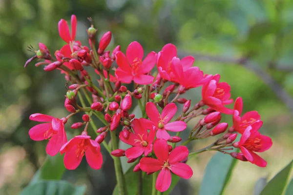 Röd Champa Blomma Laos Nationella Blomma Dok Champa Laos — Stockfoto