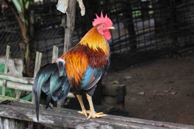 Güzel bir kırmızı tavuk, vahşi bir tavuk, Asyalı bir erkek kızıl orman kuşu.