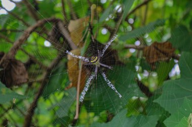 Örümcek ağda oturuyor, örümcek asis 'te oturuyor.
