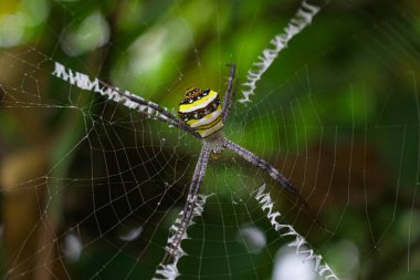 Örümcek ağda oturuyor, örümcek asis 'te oturuyor.