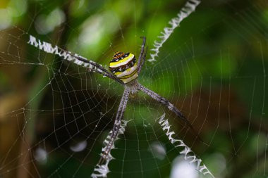 Örümcek ağda oturuyor, örümcek asis 'te oturuyor.