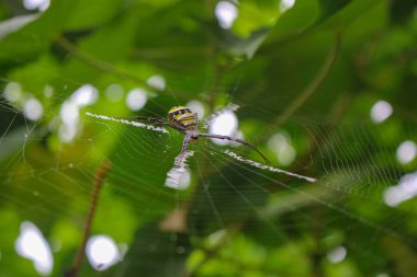 Örümcek ağda oturuyor, örümcek asis 'te oturuyor.