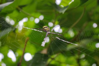 Örümcek ağda oturuyor, örümcek asis 'te oturuyor.