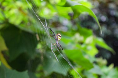 Örümcek ağda oturuyor, örümcek asis 'te oturuyor.