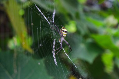 Örümcek ağda oturuyor, örümcek asis 'te oturuyor.