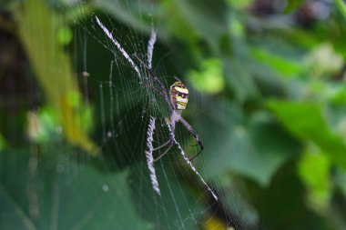 Örümcek ağda oturuyor, örümcek asis 'te oturuyor.