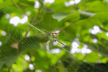 Örümcek ağda oturuyor, örümcek asis 'te oturuyor.