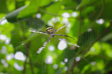 Örümcek ağda oturuyor, örümcek asis 'te oturuyor.