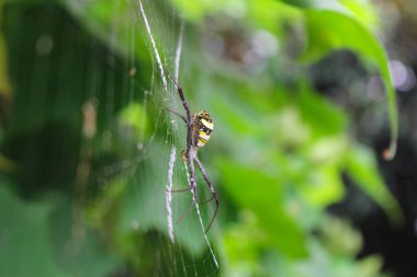 Örümcek ağda oturuyor, örümcek asis 'te oturuyor.