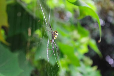 Örümcek ağda oturuyor, örümcek asis 'te oturuyor.