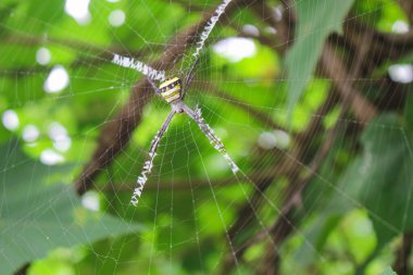 Örümcek ağda oturuyor, örümcek asis 'te oturuyor.